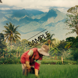 East Javanese Farmer